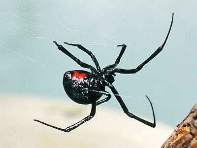 夢見黑蜘蛛 有味道的蟲
